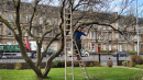 Pruning pre-installation