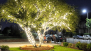 Mossvale Tree of Hope