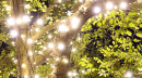 Mossvale Tree of Hope