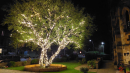 Tree of Hope